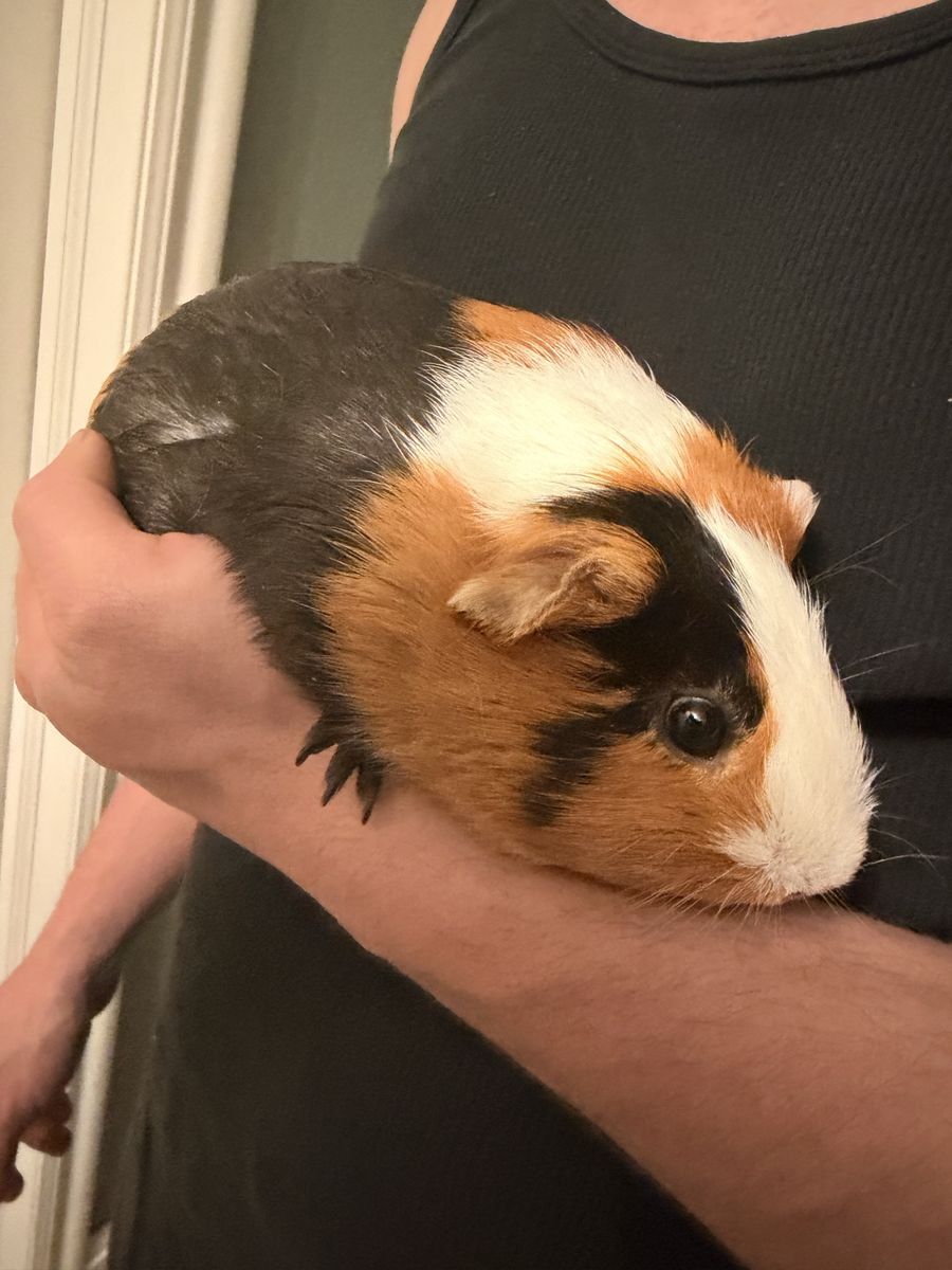 Two female Guinea Pigs, Cage, Food, And Pee Pads.