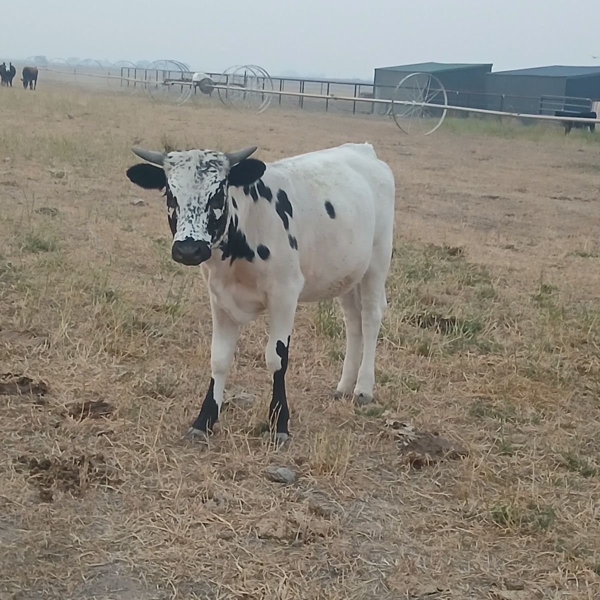 Cattle for Sale - Various Colors & Breeds, Healthy Calves, Young and Ready for New Home