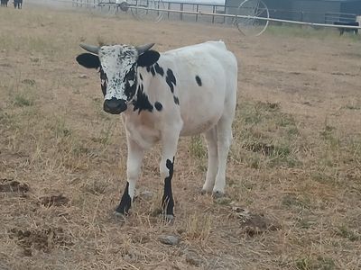Cattle for Sale - Various Colors & Breeds, Healthy Calves, Young and Ready for New Home
