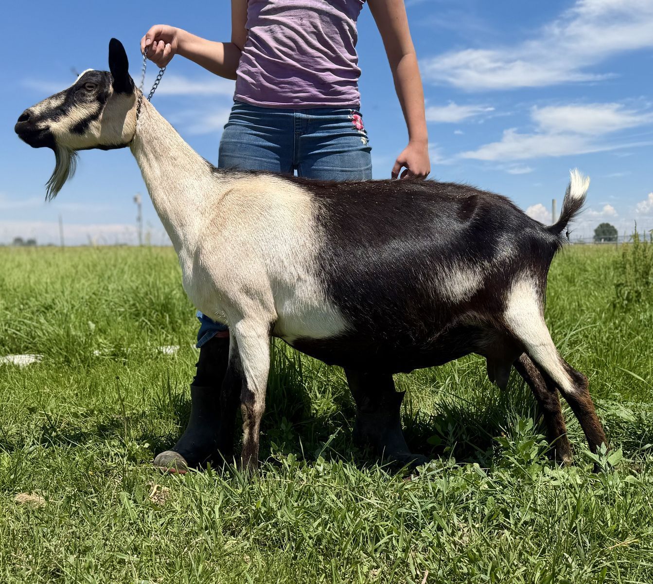 ADGA Registered High Quality Alpine Dairy Goats