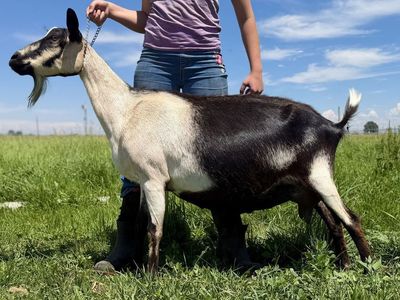 ADGA Registered High Quality Alpine Dairy Goats
