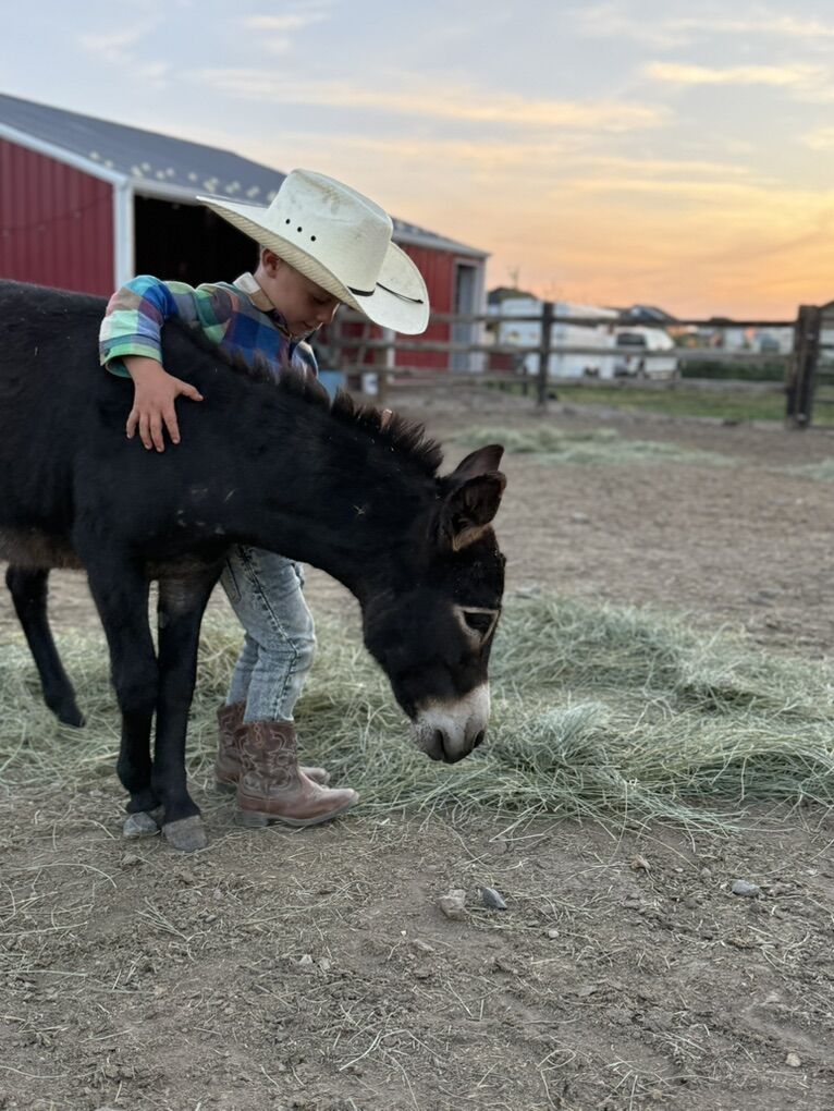 Mini Chocolate Donkey 1.5 yr Jack Intact