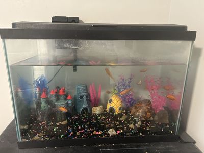10 Gallon Fish Tank & Fish