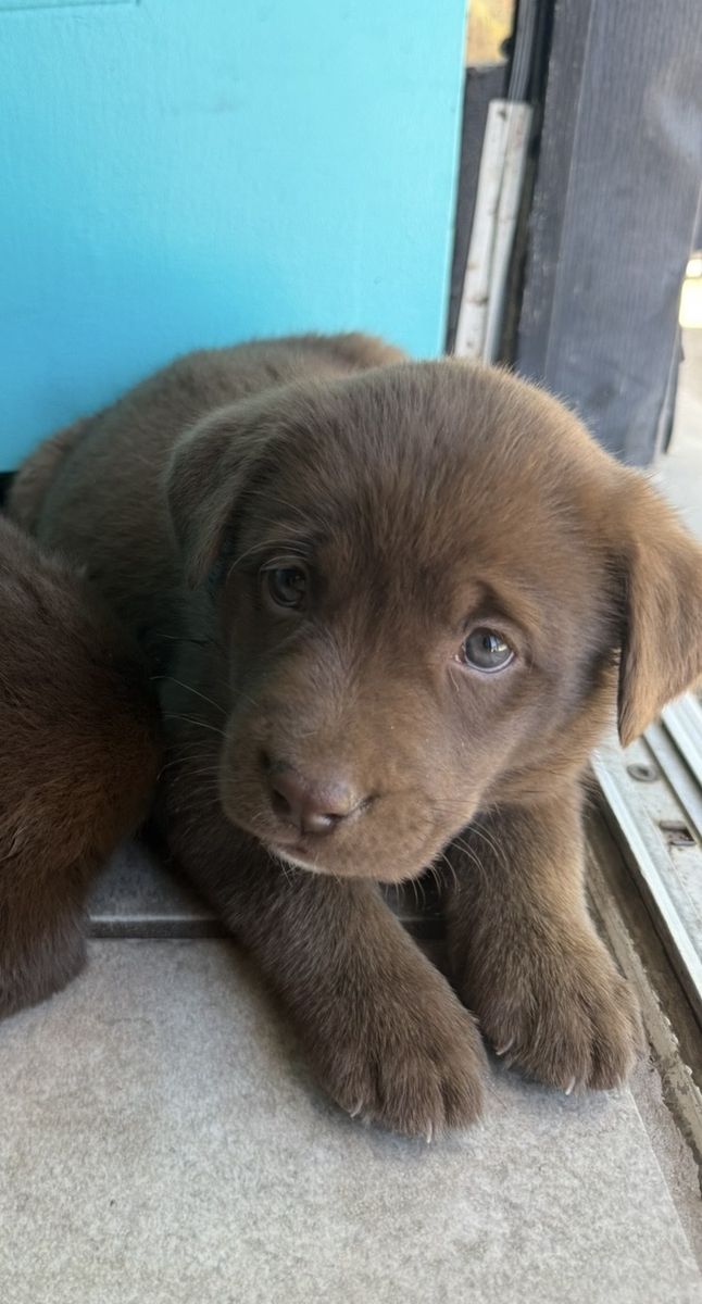 Chocolate Lab/ Husky Malamute mix puppies