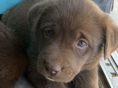 Chocolate Lab/ Husky Malamute mix puppies