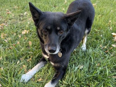 Border Collie X Pomsky