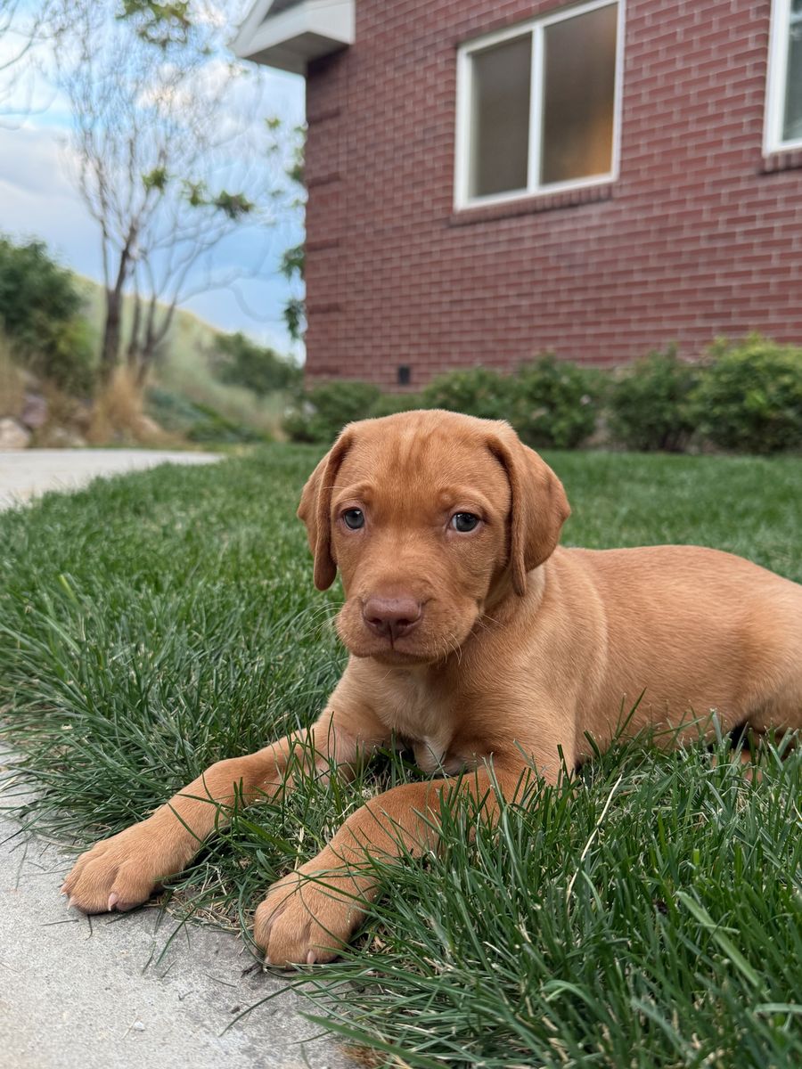Male Vizsla Puppy Ready for a Loving Home - Strong hunting instincts, loyal, and great in the home with kids & family