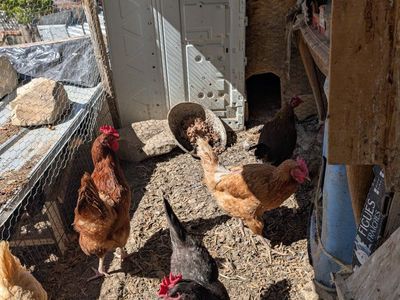 Very prolific young hens