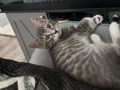 Kitten