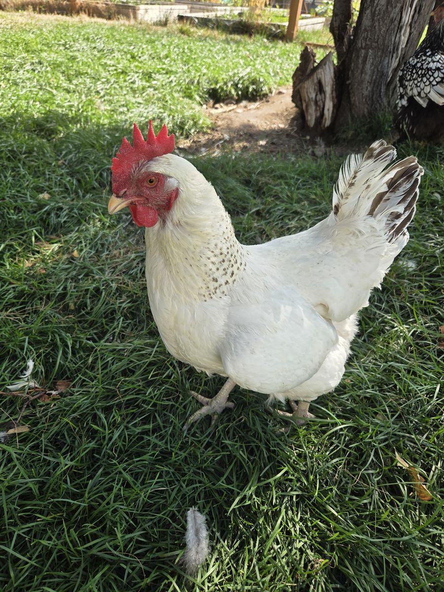 White Chicken 
