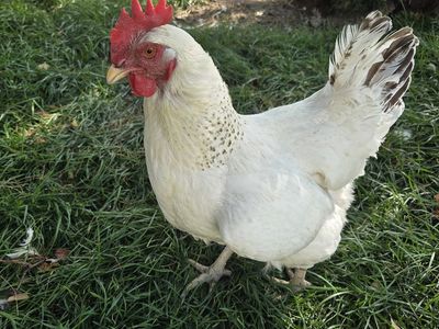 White Chicken