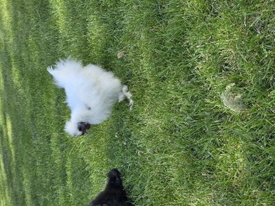 Silkie Rooster