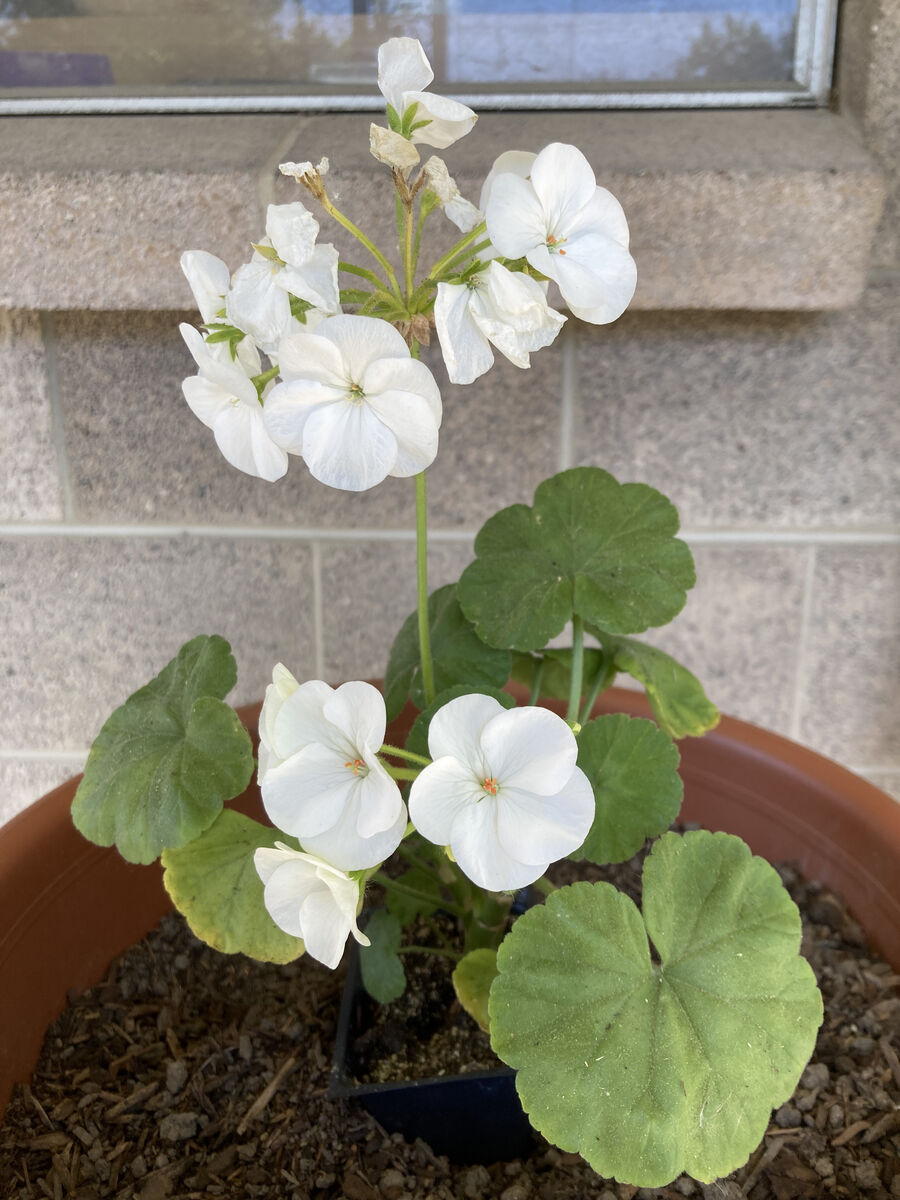 Geranium (White)