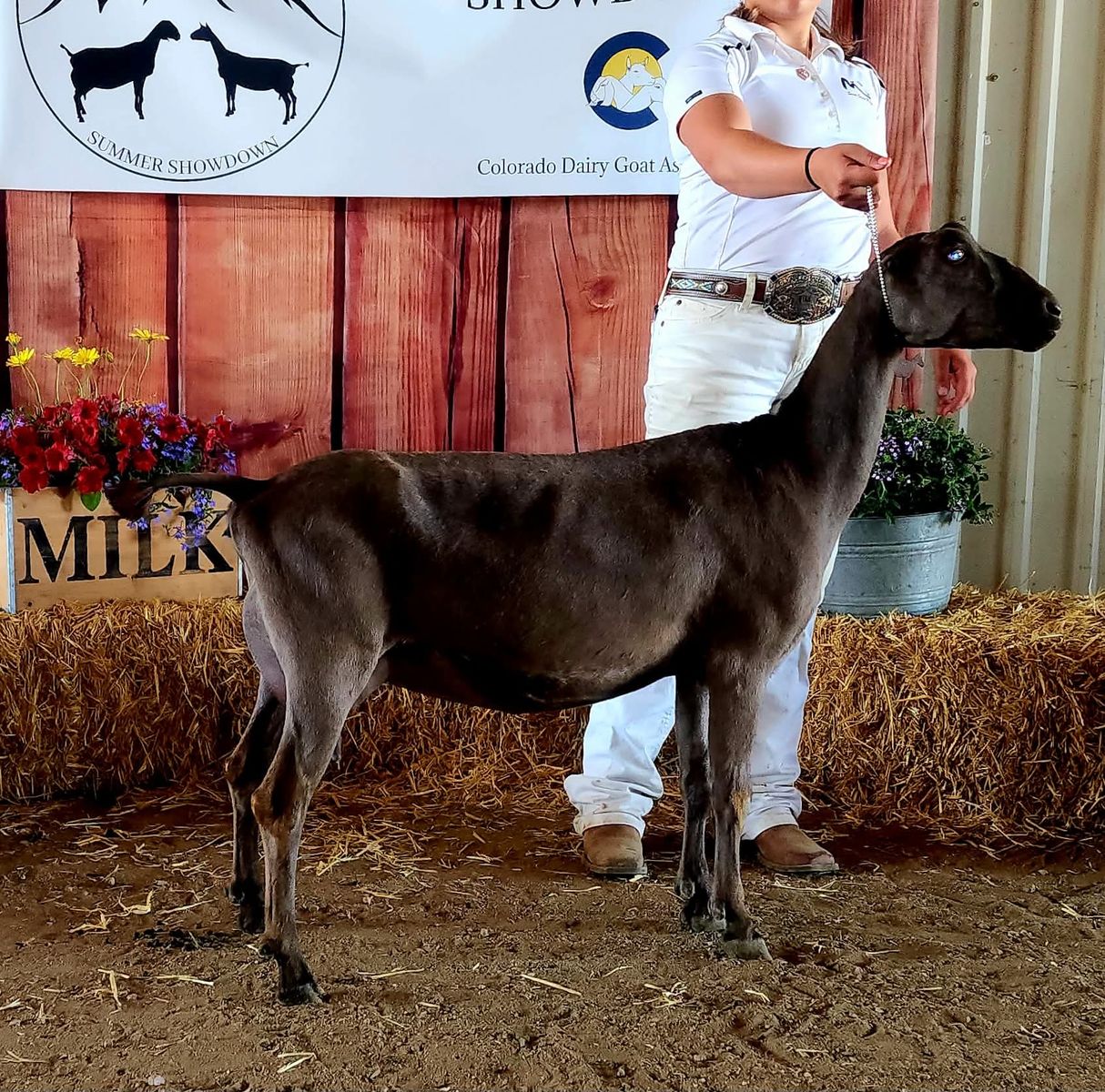Lamancha Doe In Milk w Her Two Female Kids