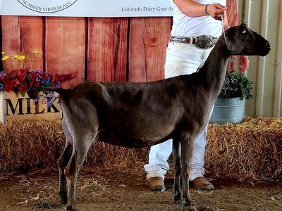 Lamancha Doe In Milk w Her Two Female Kids
