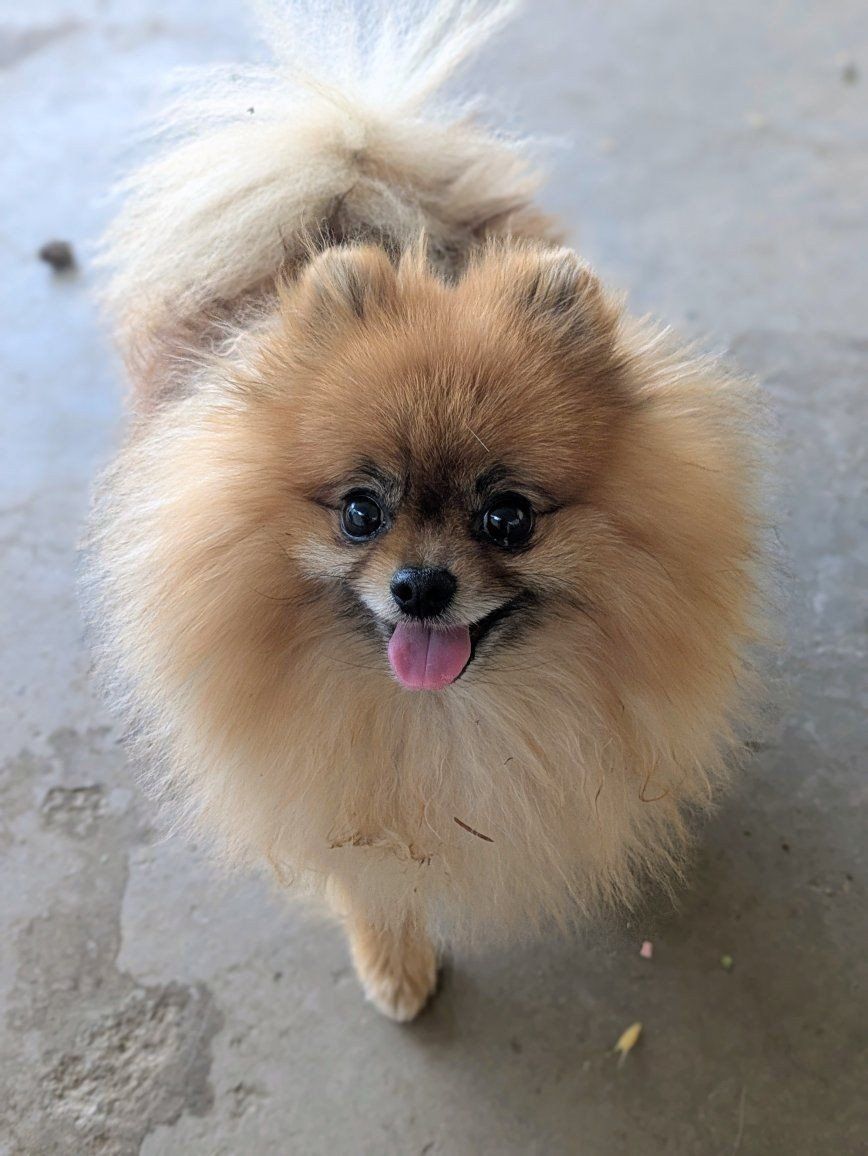 AKC Health Tested Pomeranian Stud