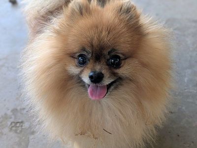 AKC Health Tested Pomeranian Stud