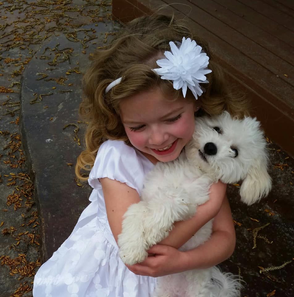 AKC Bichon Frise Puppies *Males Available Only*