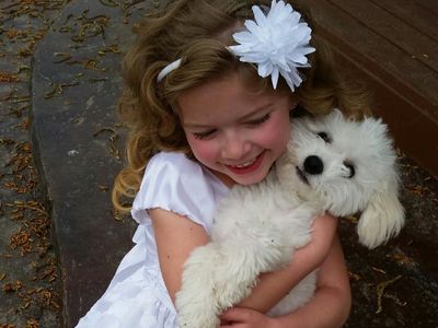 AKC Bichon Frise Puppies *Males Available Only*