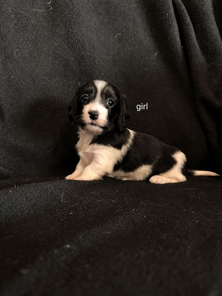 mini Dachshund