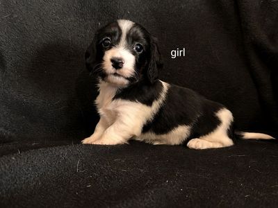 mini Dachshund