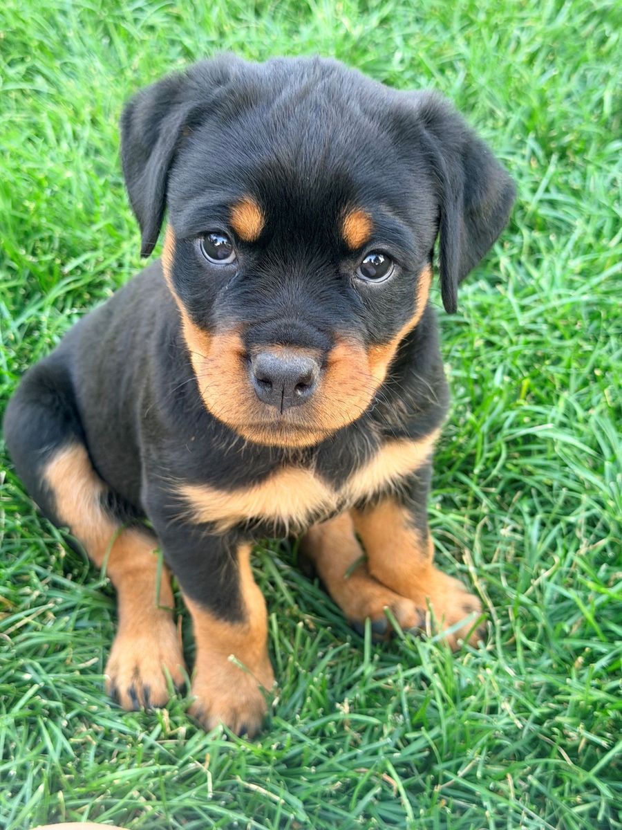 Purebred Rottweiler Pups