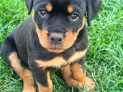 Purebred Rottweiler Pups