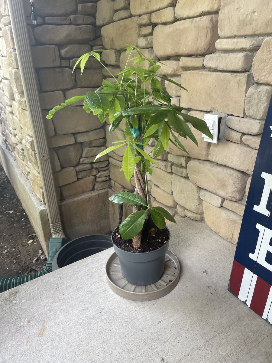 Money Tree