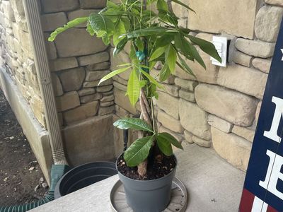 Money Tree