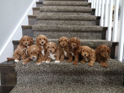 Mini goldendoodle F1BB Puppies