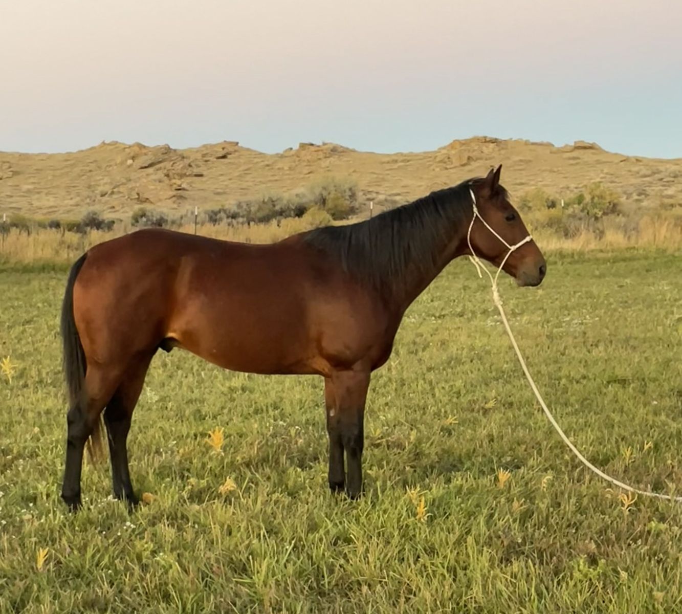 8 Year Old Grade Quarter Horse Gelding