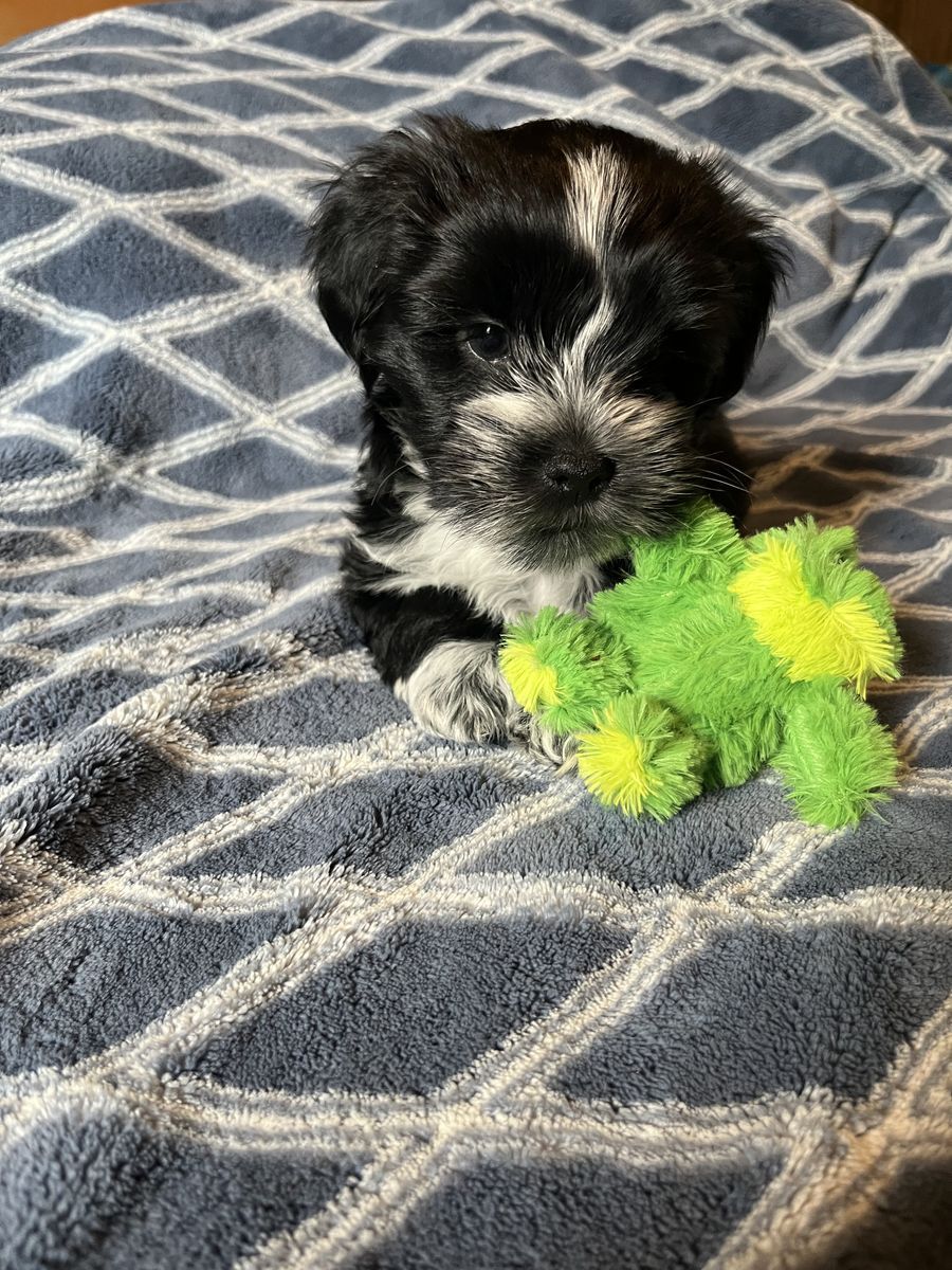 Adorable Shih Tzu/Yorkie Male Puppies — Shorkies