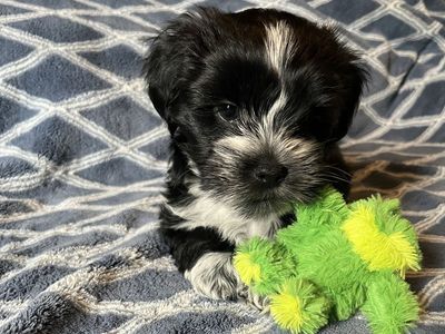 Adorable Shih Tzu/Yorkie Male Puppies — Shorkies