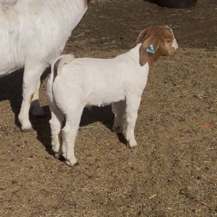 Wether or Buck Tag 30b3