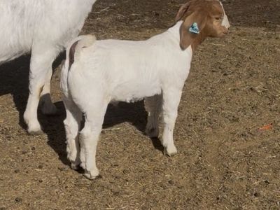 Wether or Buck Tag 30b3