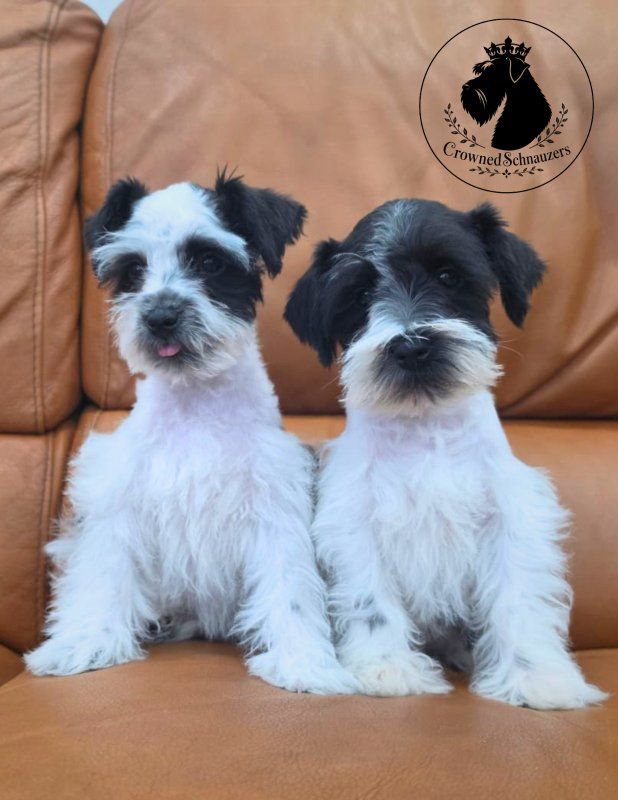 Main image 2