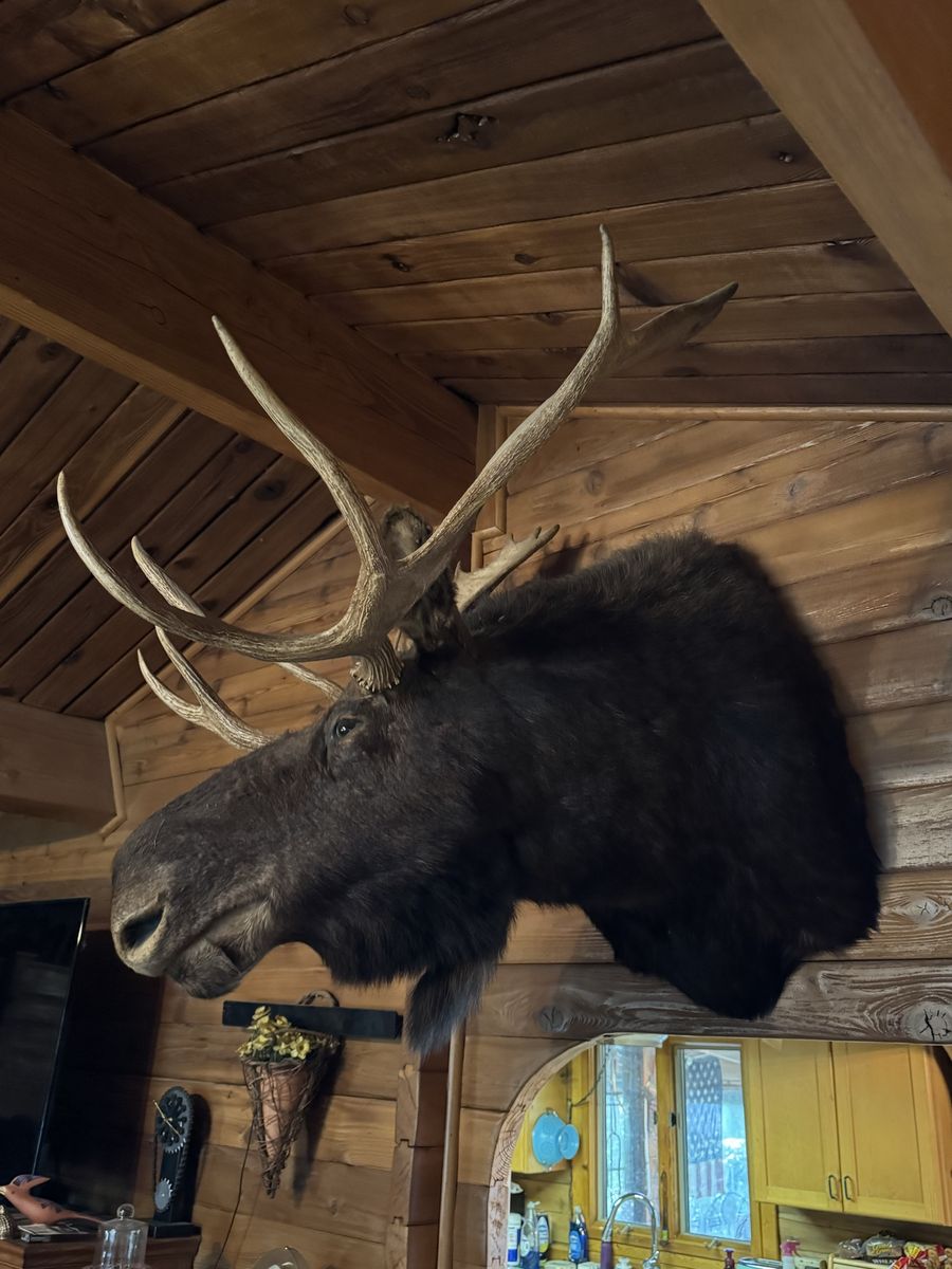 Large Moose Taxidermy Wall Mount - Impressive Antlers