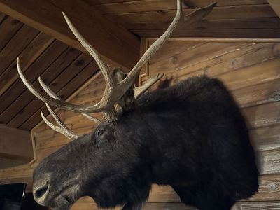 Large Moose Taxidermy Wall Mount - Impressive Antlers