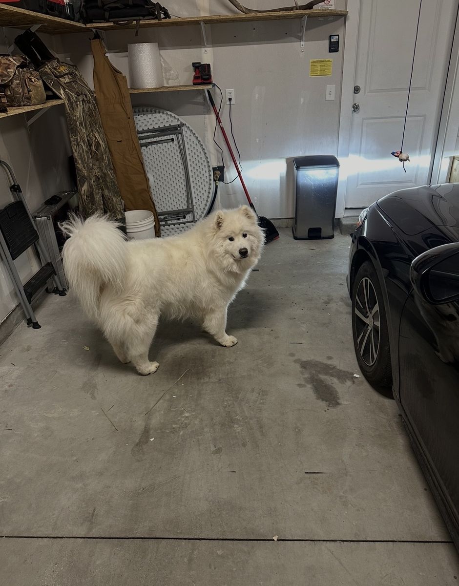 2 year old Samoyed