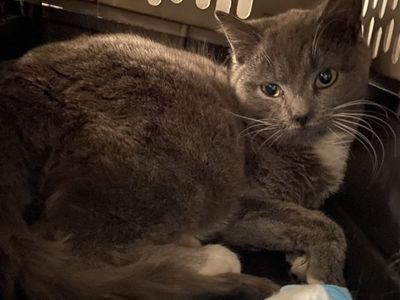 Hello my name is Saffron