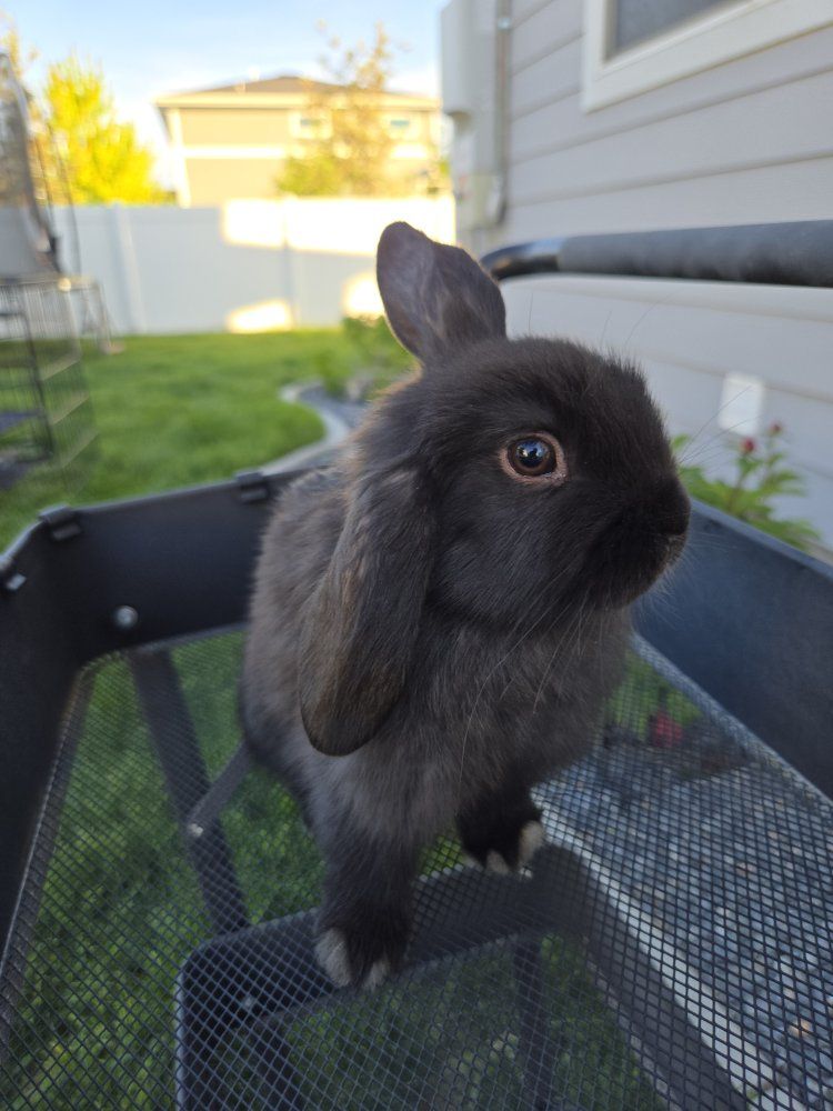 Holland Lop Bunnies