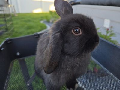 Holland Lop Bunnies
