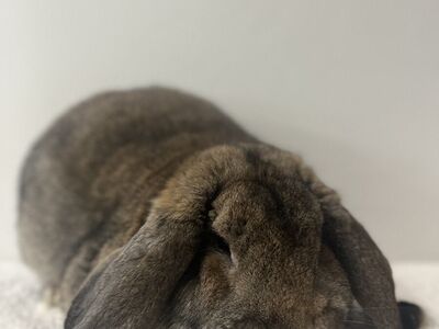 French Lop Buck