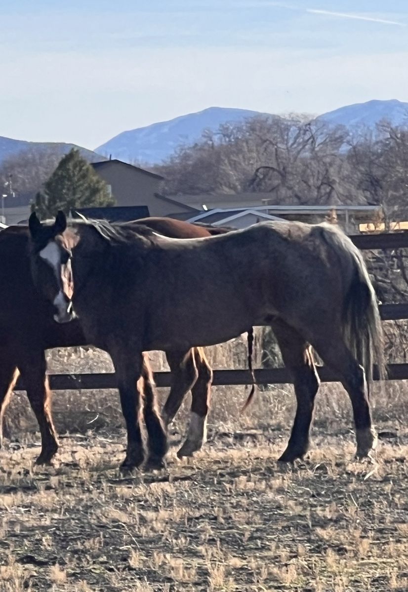 Quarter Horse Gelding
