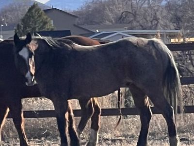 Quarter Horse Gelding