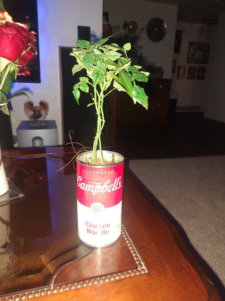 Small Potted Rose bush in Upcycled Campbell's Soup Can Planter - Unique Home Decor