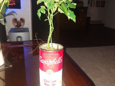 Small Potted Rose bush in Upcycled Campbell's Soup Can Planter - Unique Home Decor