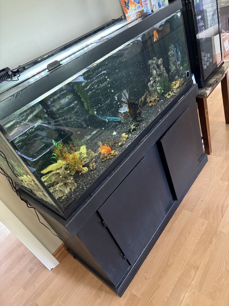75 gallon aquarium setup with giant thai oranda and juvenile fancy goldfish