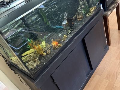 75 gallon aquarium setup with giant thai oranda and juvenile fancy goldfish