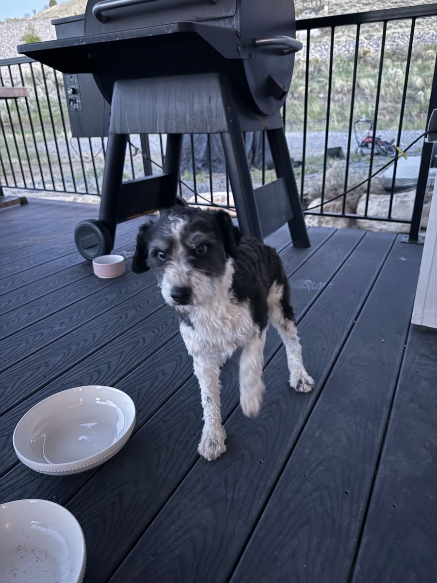 Miniature Schnauzer